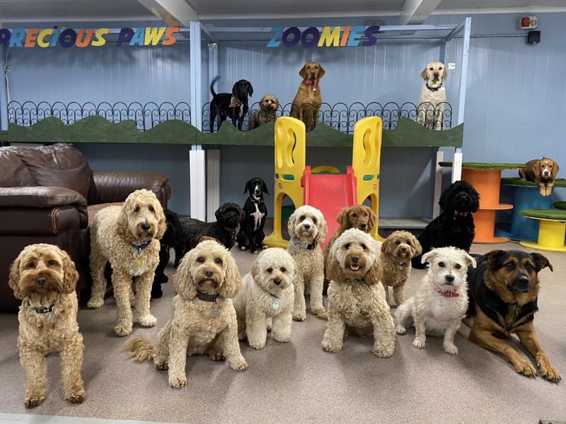 Precious Paws Premium Doggy Day Care