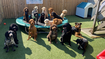 In home dog hot sale daycare near me