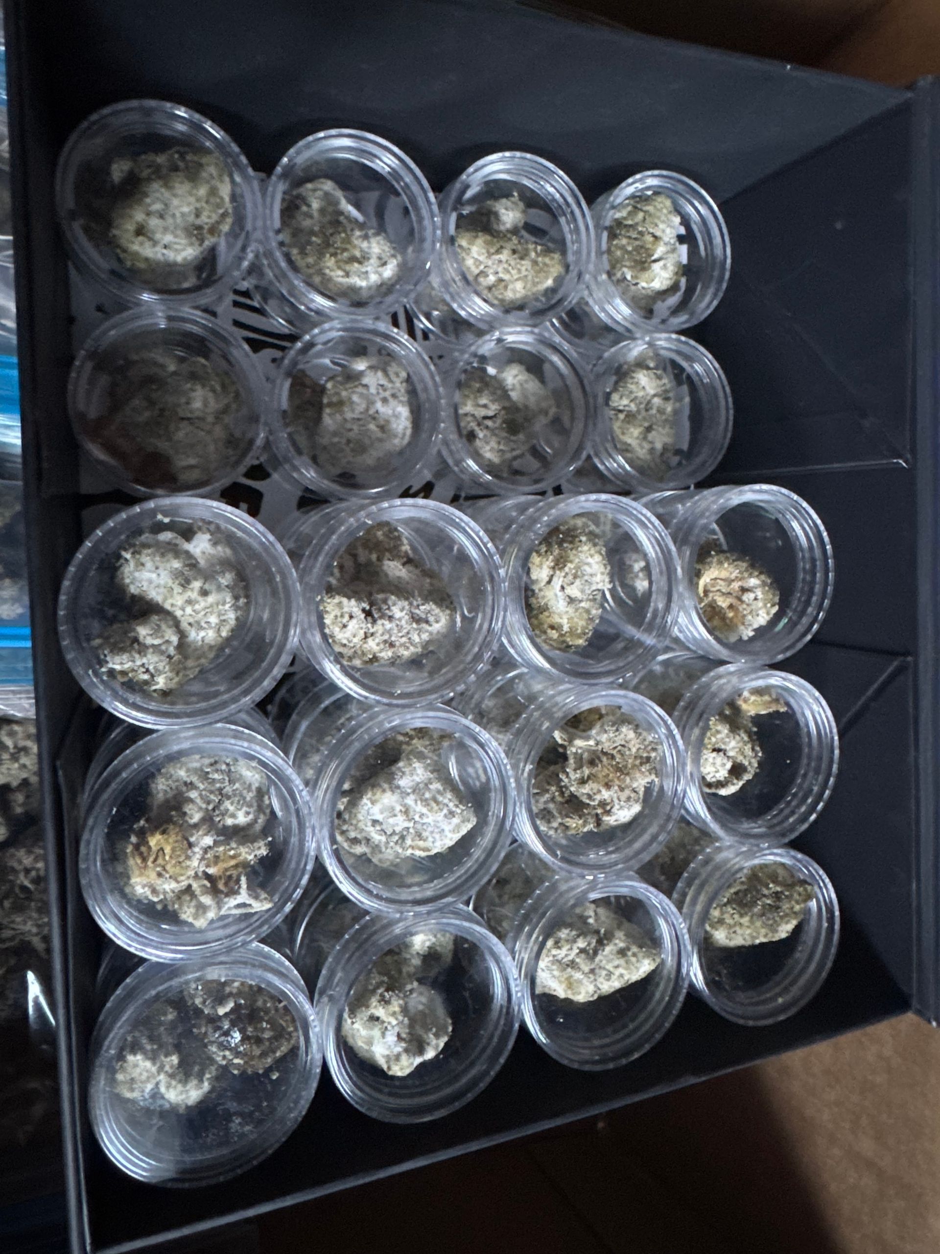Clear plastic cups filled with small beige plant clumps arranged in rows in a black tray