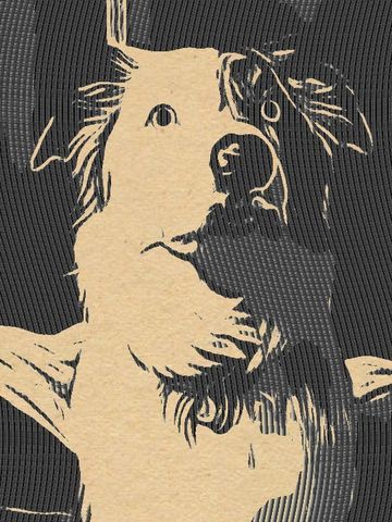 Dog looking upwards, surprised expression, black and tan.