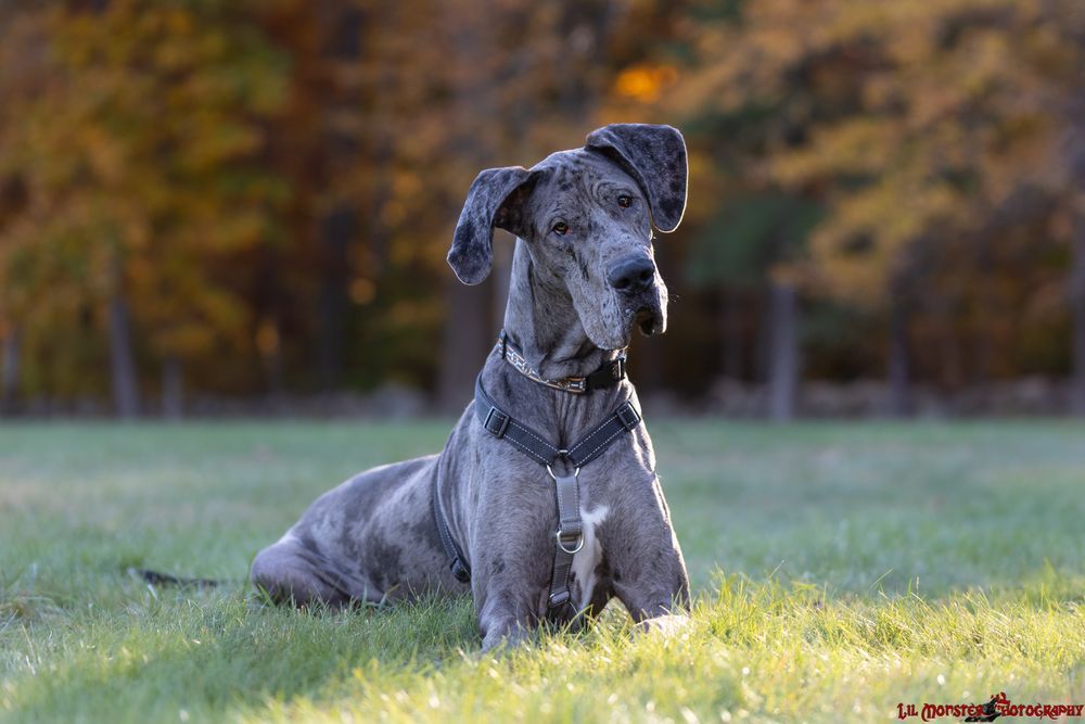 Great Dane dog in a harness, sitting on grass in front of trees with autumn foliage.