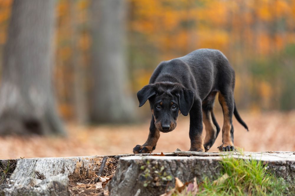 Black dog with tan legs, standing on a tree stump in a forest with autumn foliage.