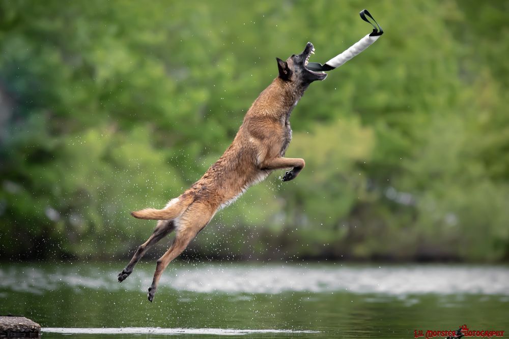 Dog jumping out of water, catching a white object. Lush green backdrop.