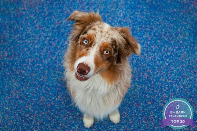 Red merle Australian Shepherd with two different colored eyes looking up, sitting on blue surface.