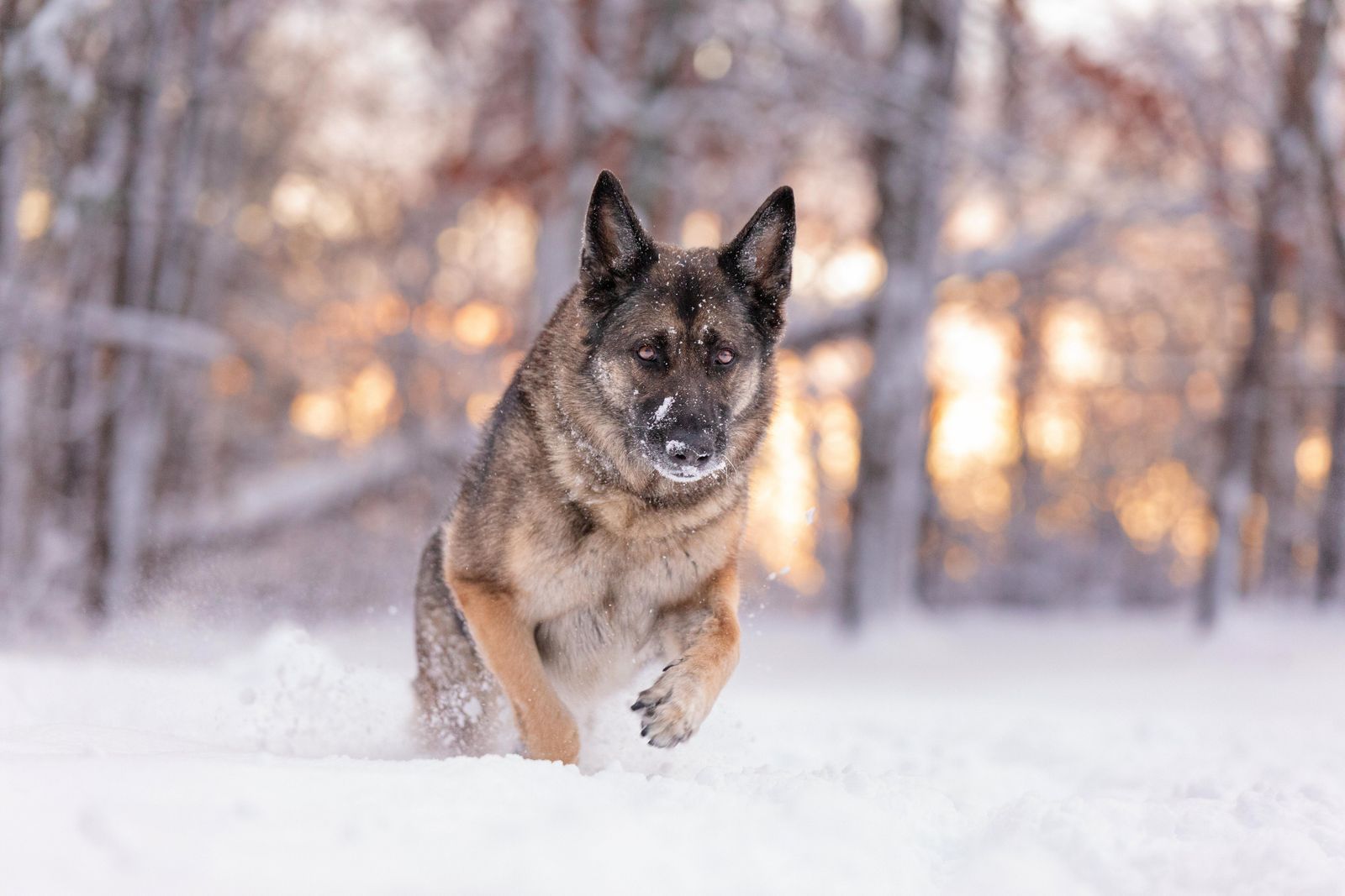 Dog running in snow-covered forest; brown and grey fur, white snow, golden sunlight in background.