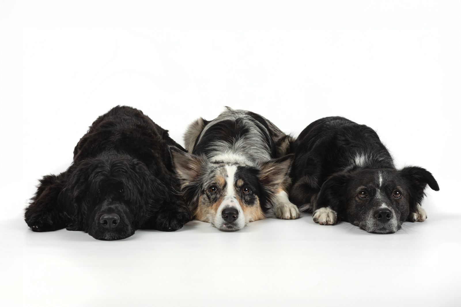 Four dogs of varying breeds lying side-by-side on a white surface, looking towards the viewer.