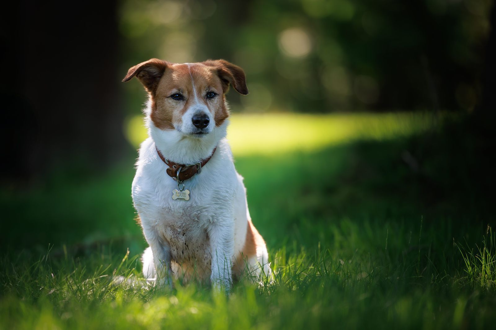 Dog, mostly white with brown markings, sits in green grass with a focused expression.