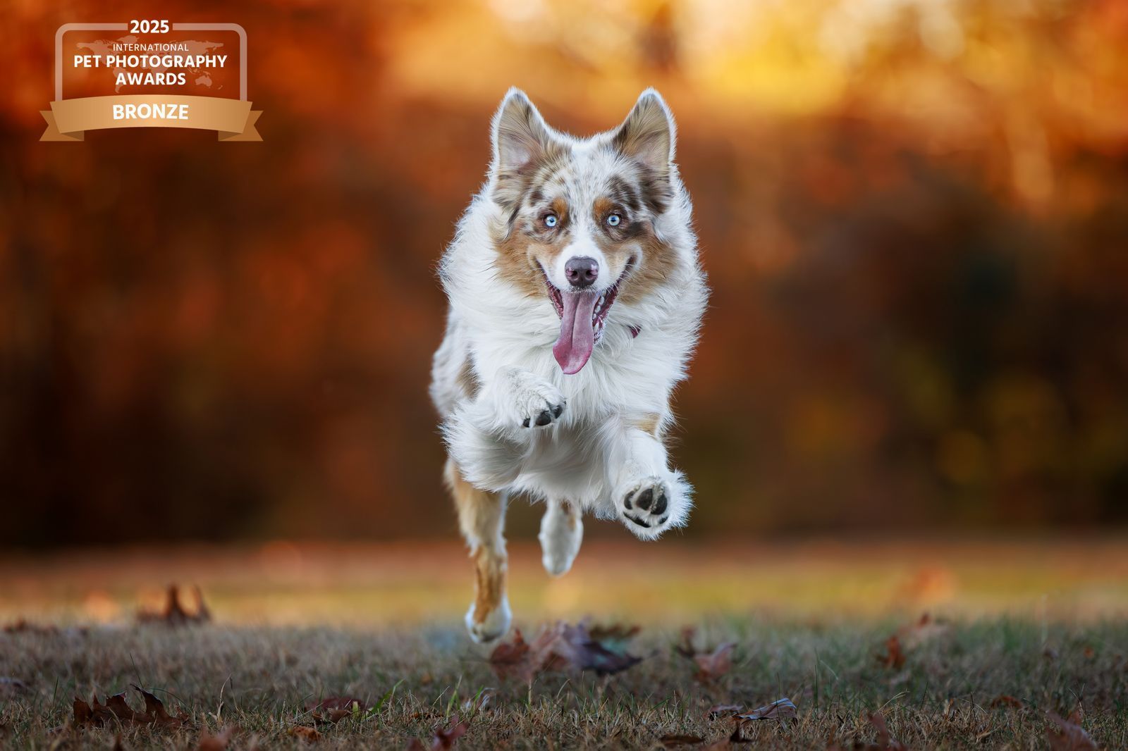 Dog running with tongue out, against blurred autumn foliage background.
