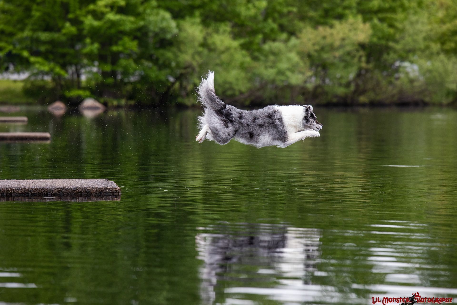 Five fluffy, light-brown puppies sitting together in green grass, looking at the viewer.