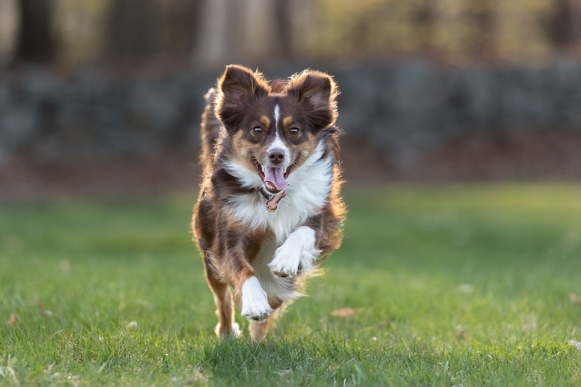 Brown and white dog running through grass with mouth open, backlit by sunlight.