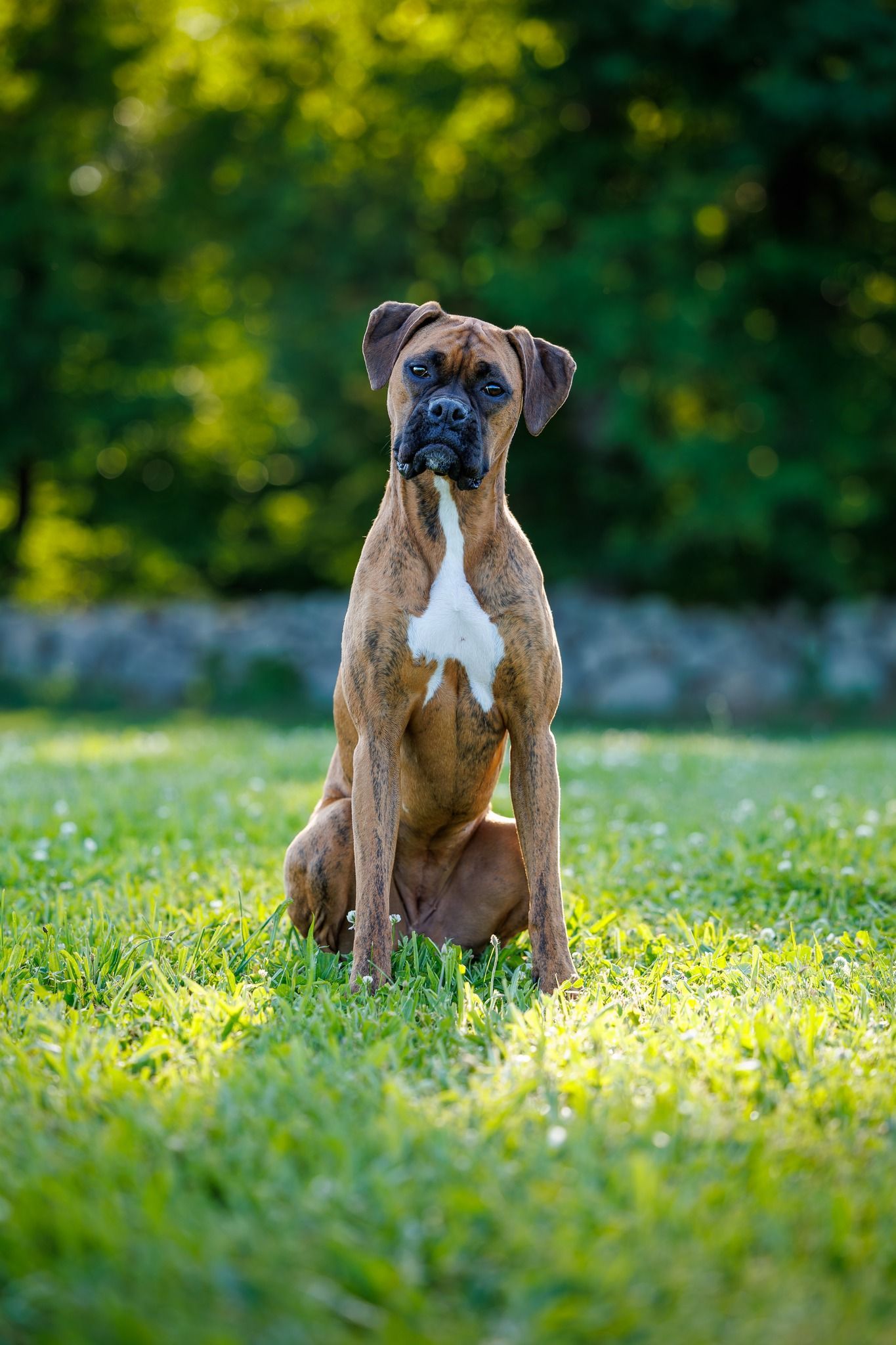 Brown Boxer dog sitting in grassy yard, looking up, with a white patch on its chest.