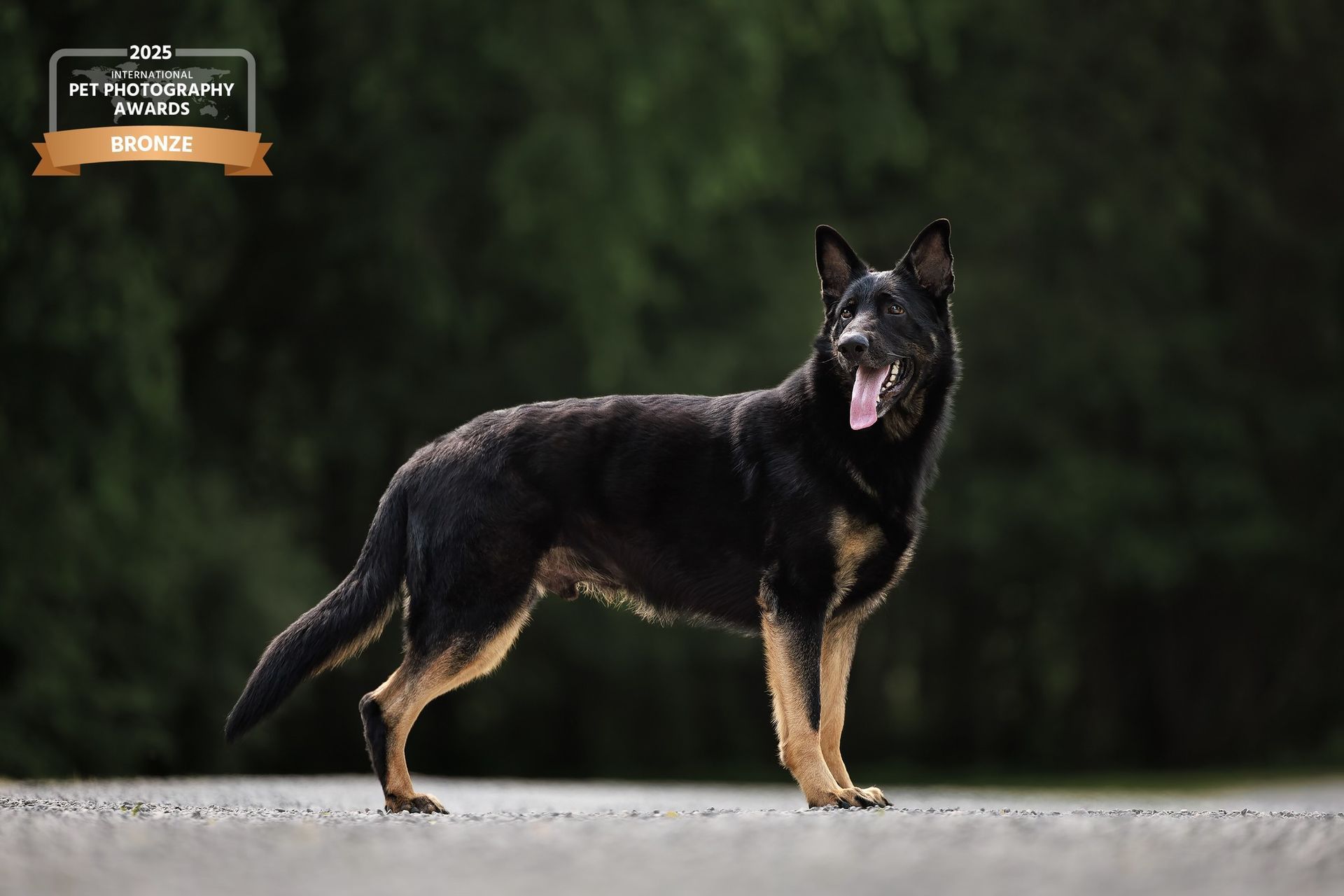 Black and tan Belgian Shepherd standing on a road, tongue out. Green trees in background.