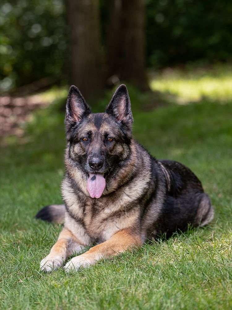 Brindle dog running toward the camera on a gravel path. The background is a blurred path and trees.