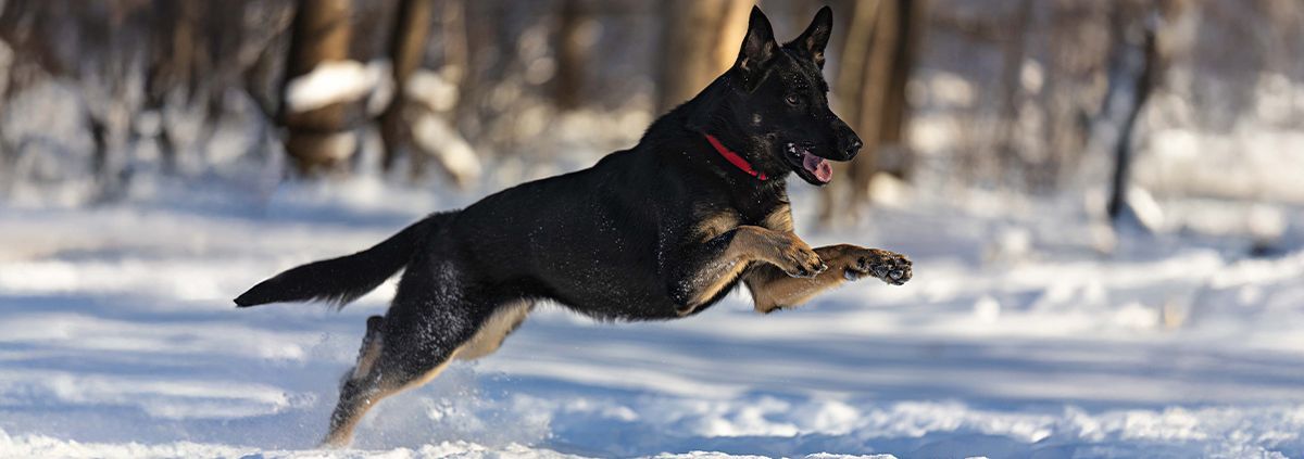 German Shepherd Dog, Snow photography, action photography, dog photographer