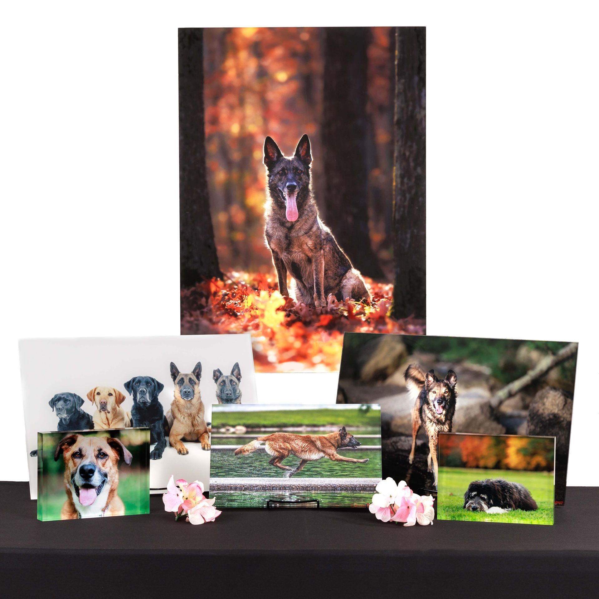 Collection of dog photo prints in various sizes on a black surface. Photos show dogs in different settings.
