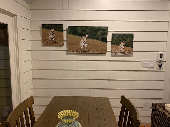 Running dog, dog action photography, wall art, gallery images, dog photography