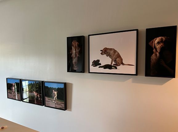 Metal artwork, framed artwork, custom galleries, hanging artwork, dog photography