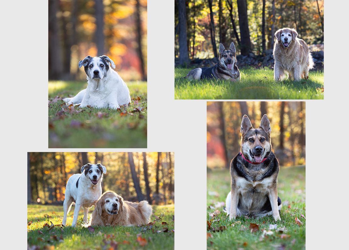 Portrait Session, Dog Photographer, Session Planning, Custom Art, Wall art