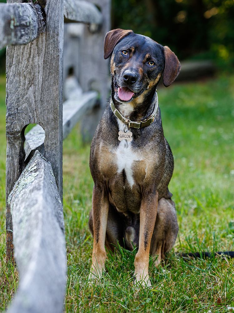 Dog with brown and black fur lies on a picnic table, tongue out, with a blurred green background.