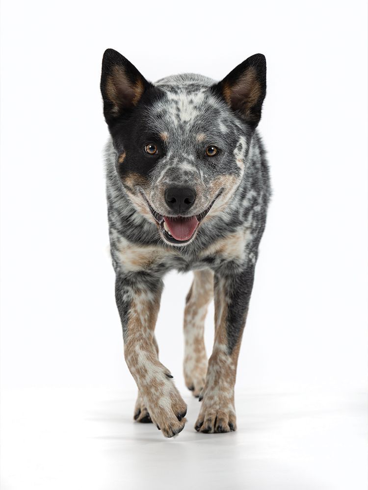 Black and tan German Shepherd running in grass, carrying a toy.