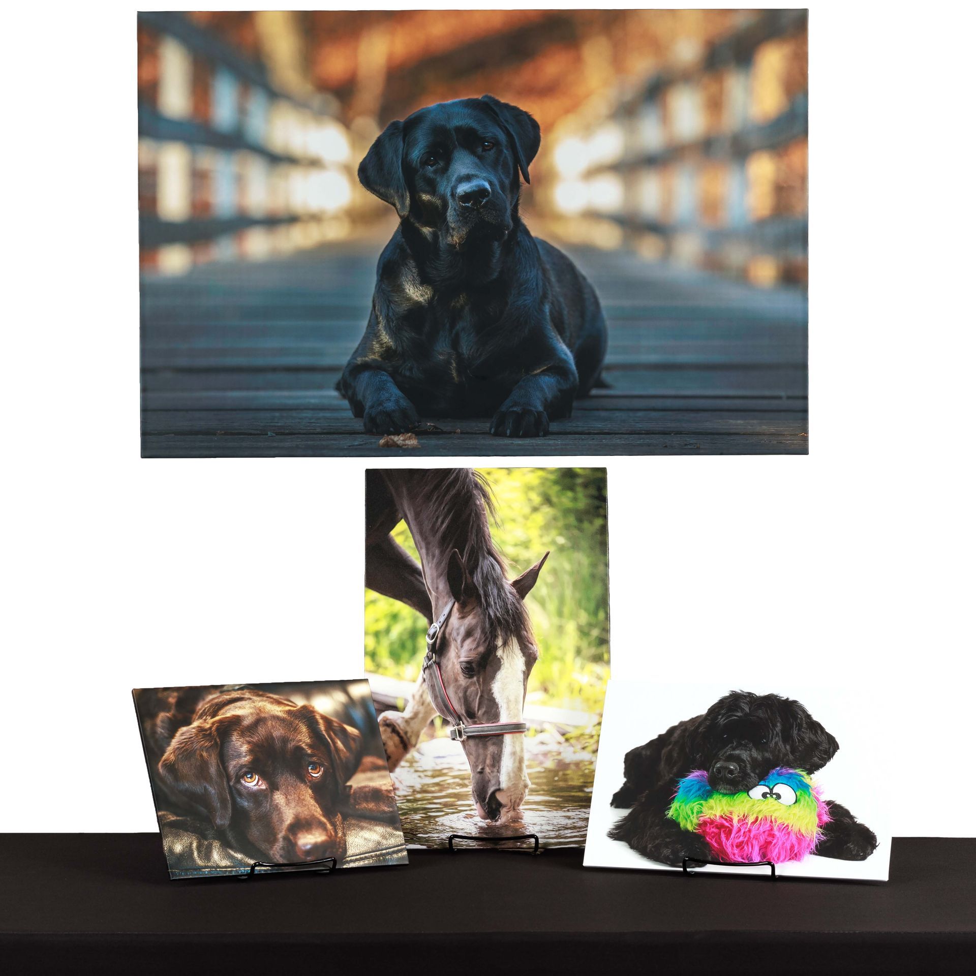 Photos of a black Labrador, brown Labrador, and horse. Animals are the subjects on pedestals.