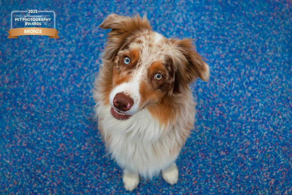 Australian Shepherd with blue eyes looking up on blue carpet.