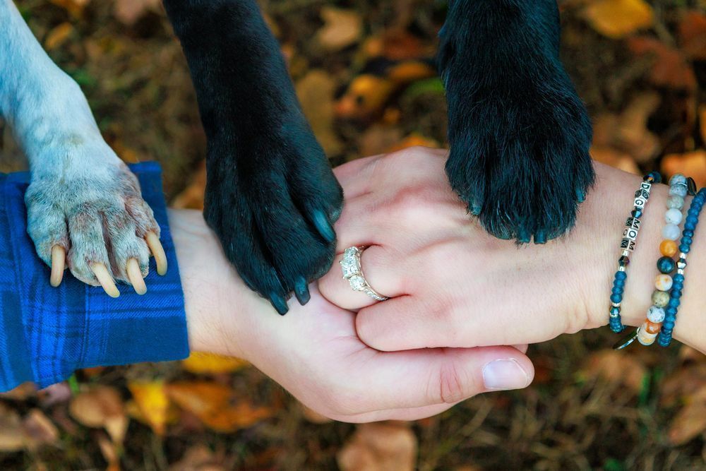 Person's hands clasped with dog paws. One hand has a ring. Fall leaves in background.