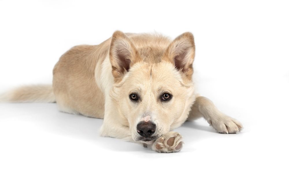 Tan dog with floppy ears rests on the ground, looking forward with paws crossed.
