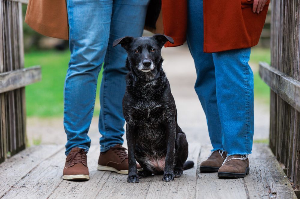 Black dog sits between two people's legs on a wooden bridge, outdoors.