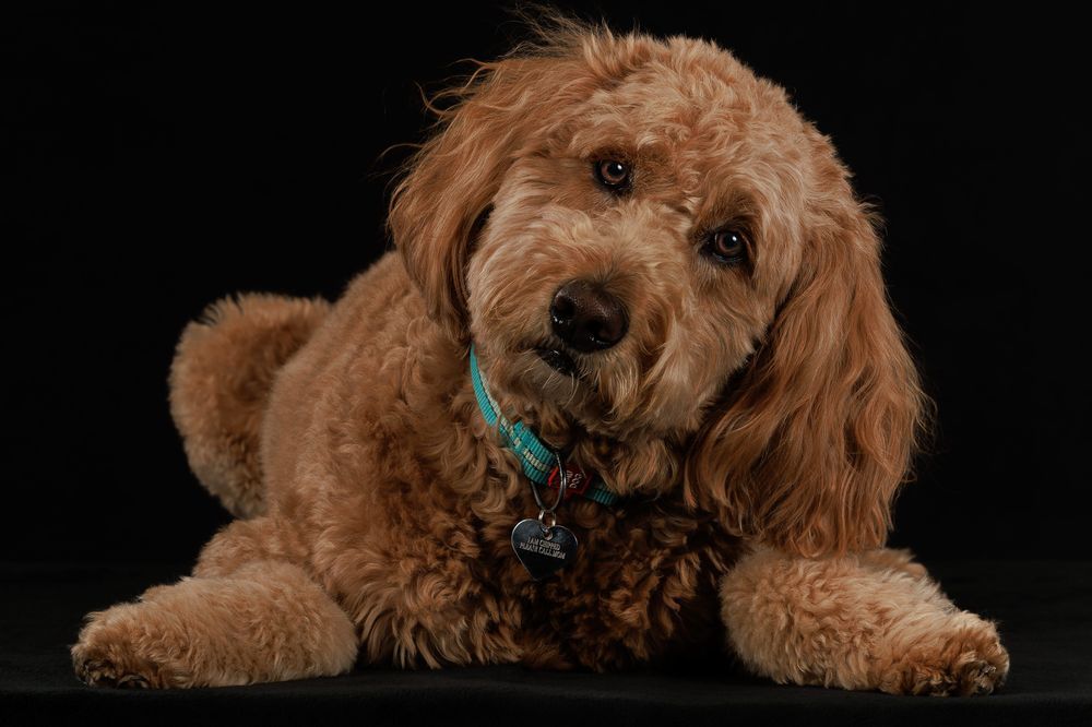 Goldendoodle dog with curly fur, turquoise collar, tilts head, black background.