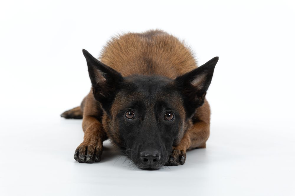 A brown Belgian Malinois dog, black muzzle, lying down on a white background, gazing at the viewer.