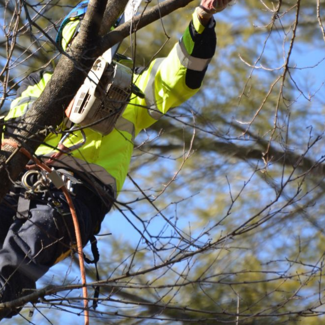 The Role of Trees in Creating a Safer, Healthier Home Environment