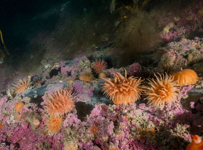 coralli per acquari