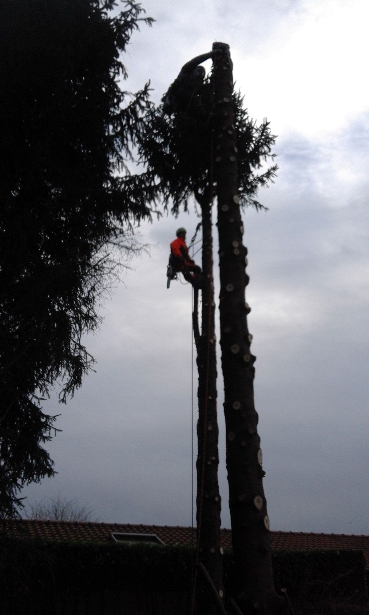 tree-climbing per potatura