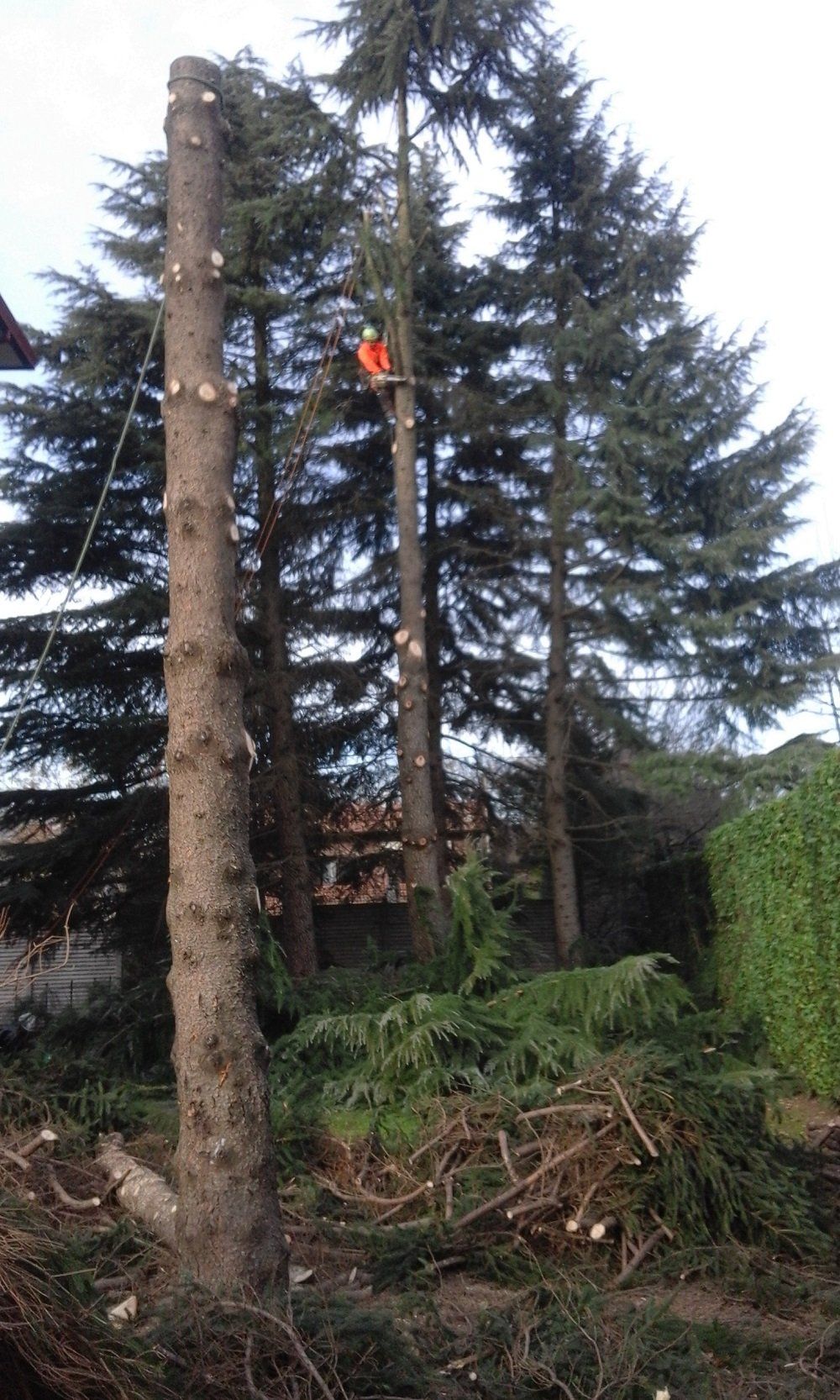 potatura tramite tree-climbing