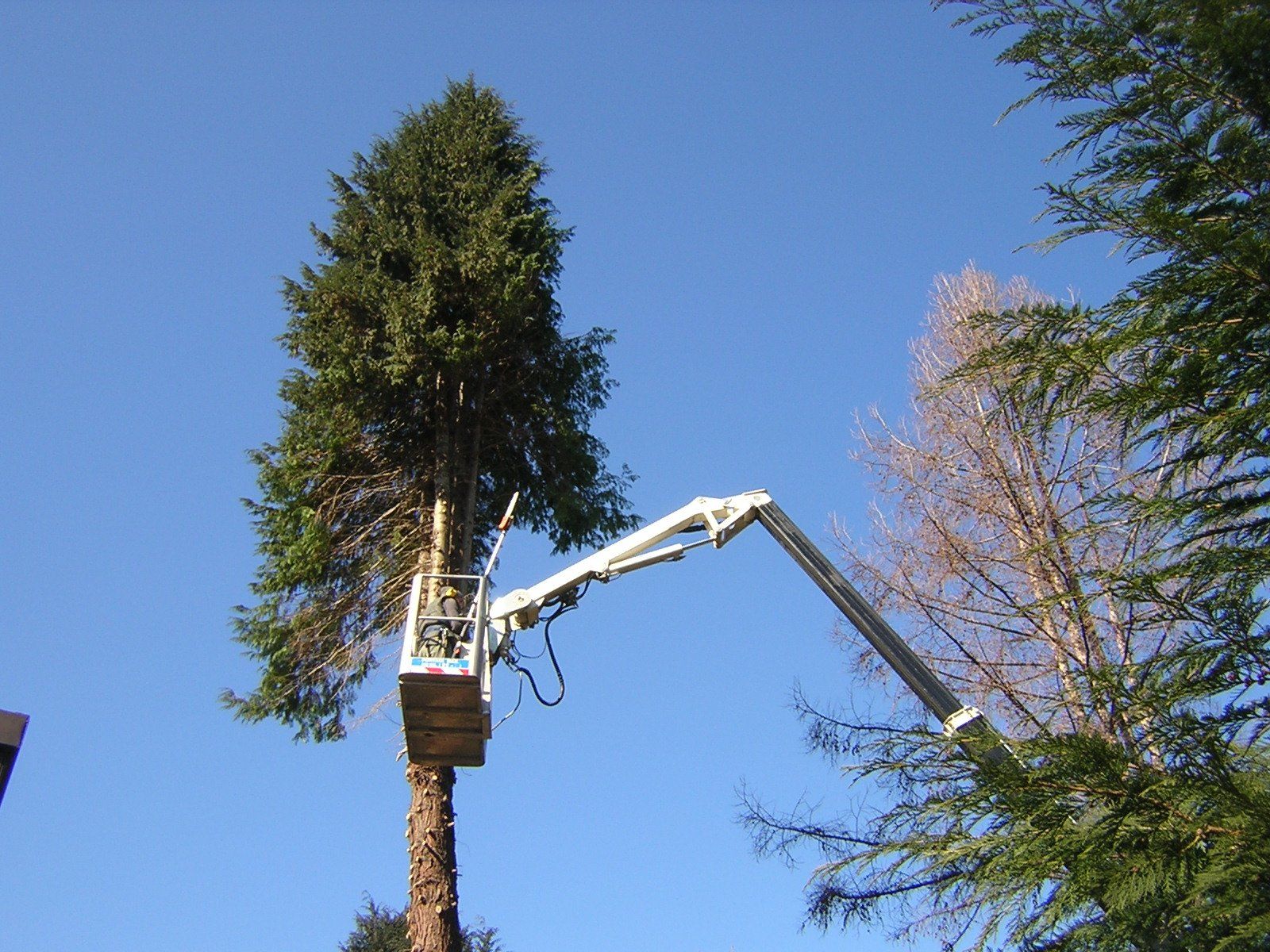 piattaforma aerea per potatura in funzione
