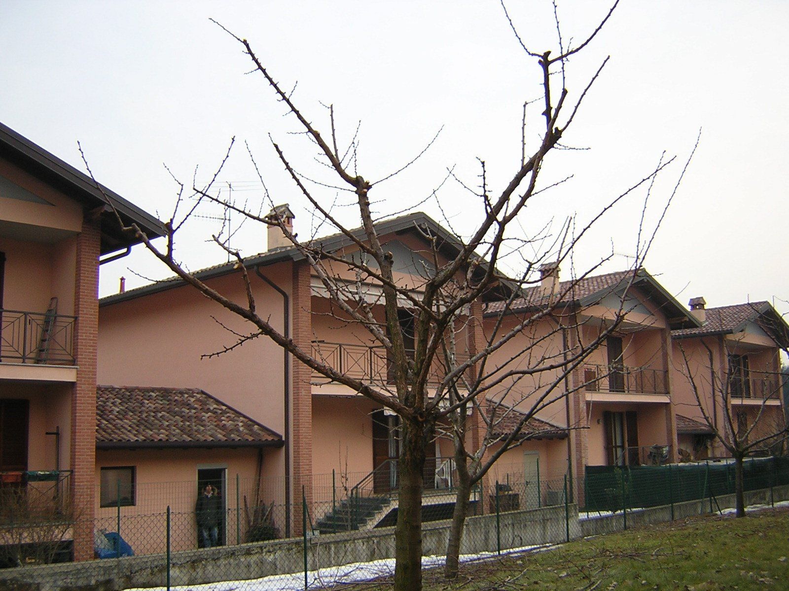 potatura di alberi da giardino