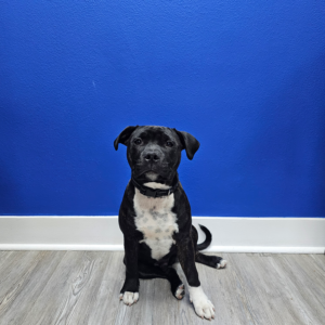 Black and white dog sitting in front of a blue wall, looking directly at the camera.
