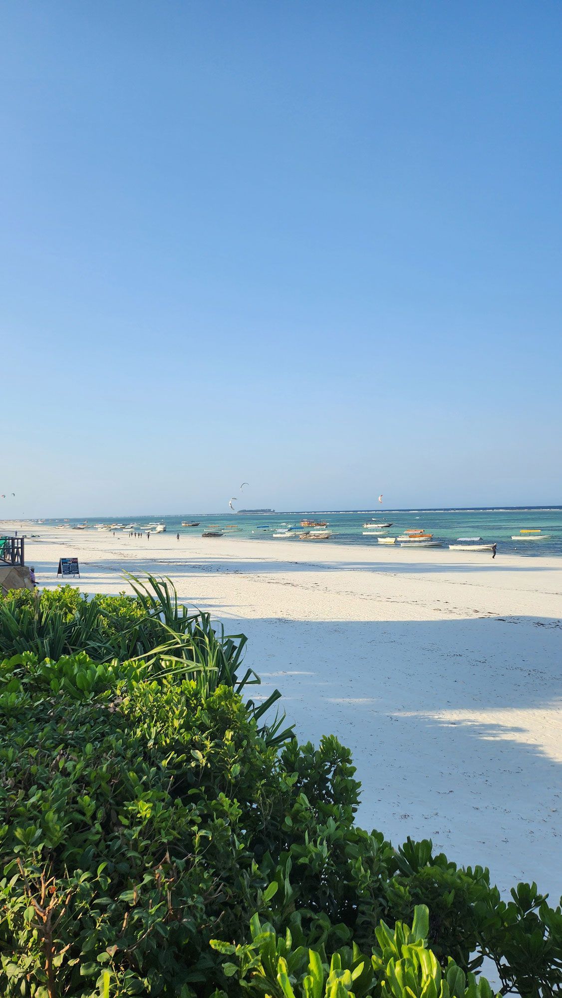 una spiaggia con molti alberi e cespugli in primo piano