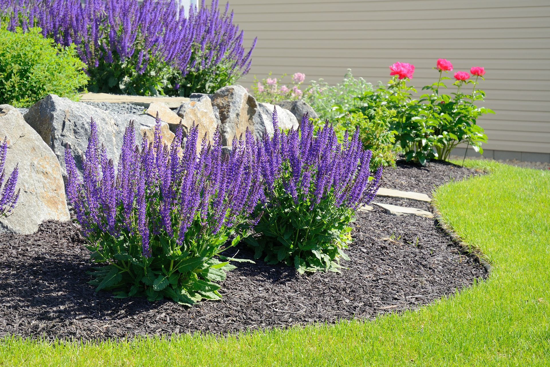 Purple salvia flowers and rock border in a landscaped garden, with green grass and mulch. Purple salvia flowers and rock border in a landscaped garden, with green grass and mulch.