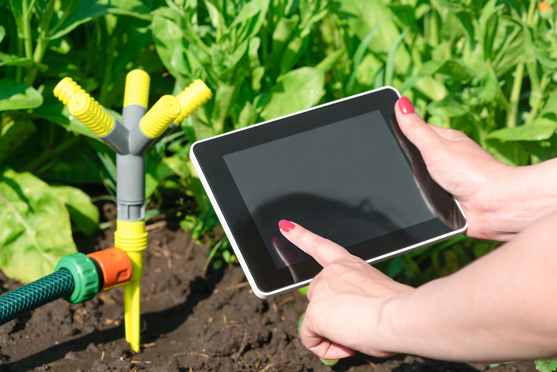 Hands using a tablet to control a sprinkler in a garden with green plants. Hands using a tablet to control a sprinkler in a garden with green plants.
