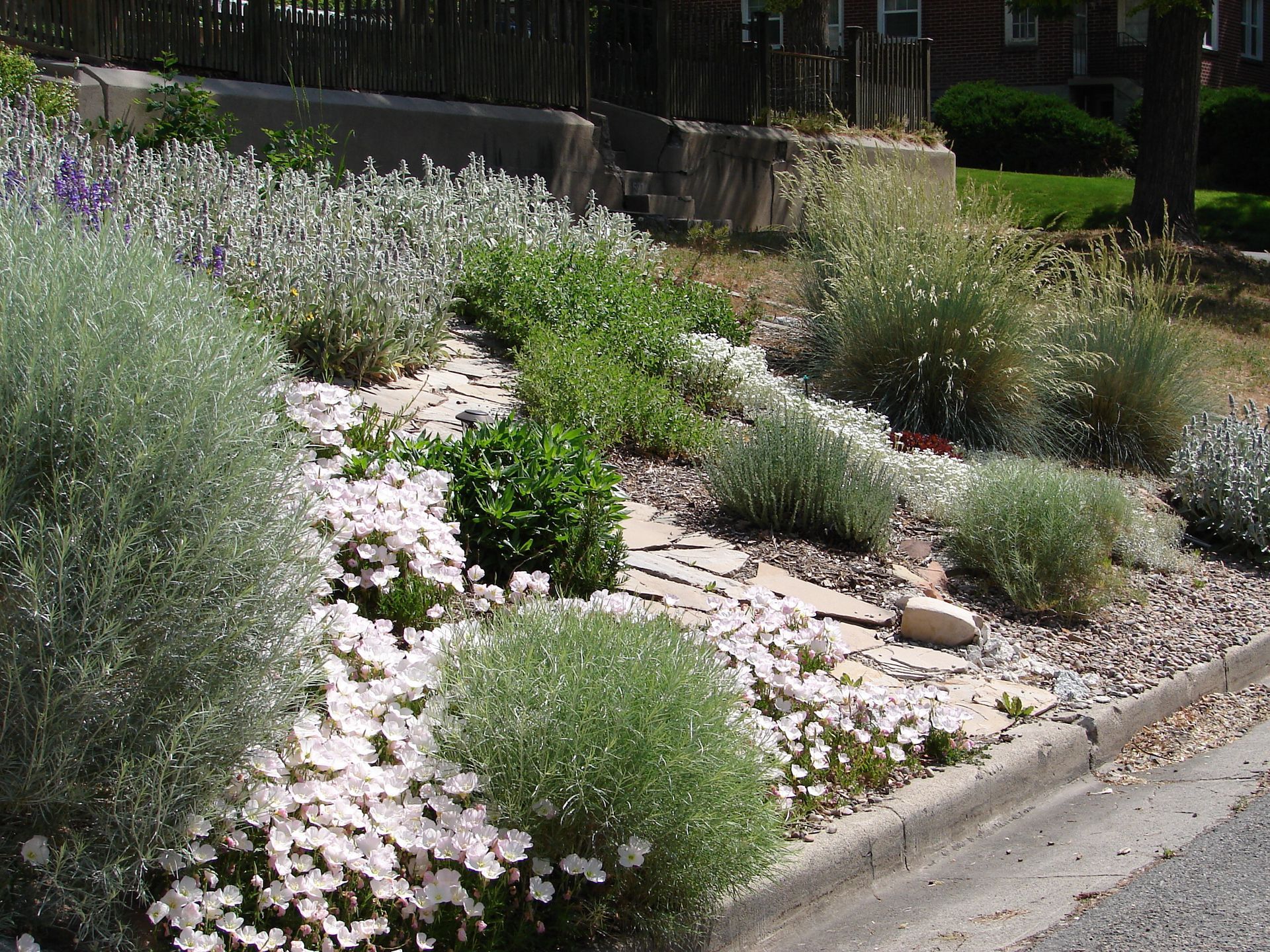 Slope garden with various silver and green plants and small white flowers. Slope garden with various silver and green plants and small white flowers.