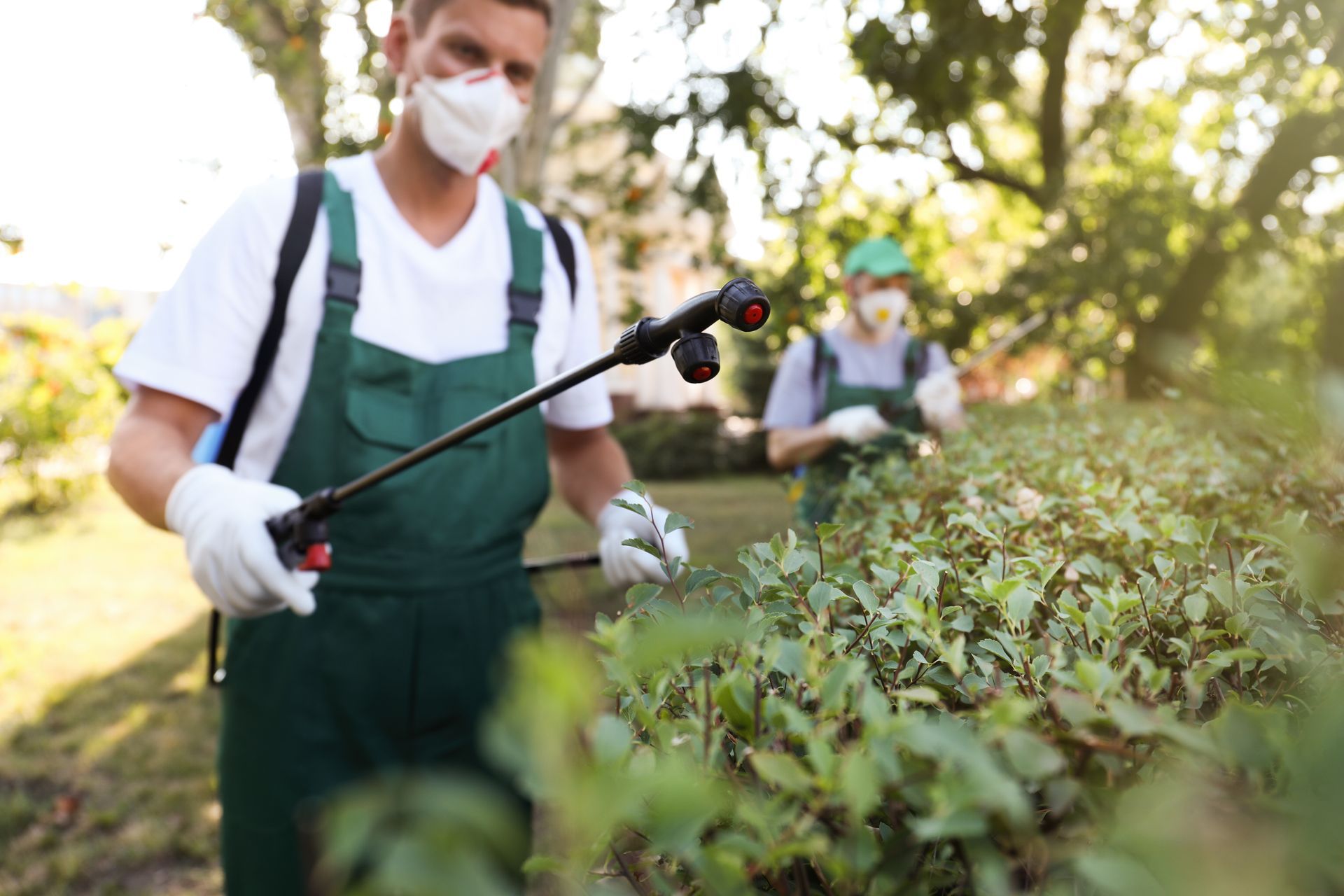 Two people spraying plants with pesticide, wearing masks, gloves, and overalls in a garden.