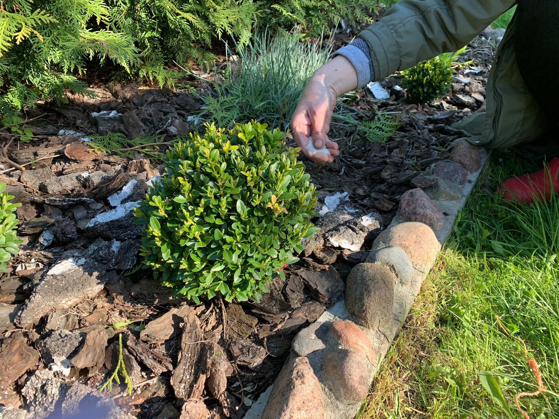 Person adding something white to mulch around a small green shrub.
