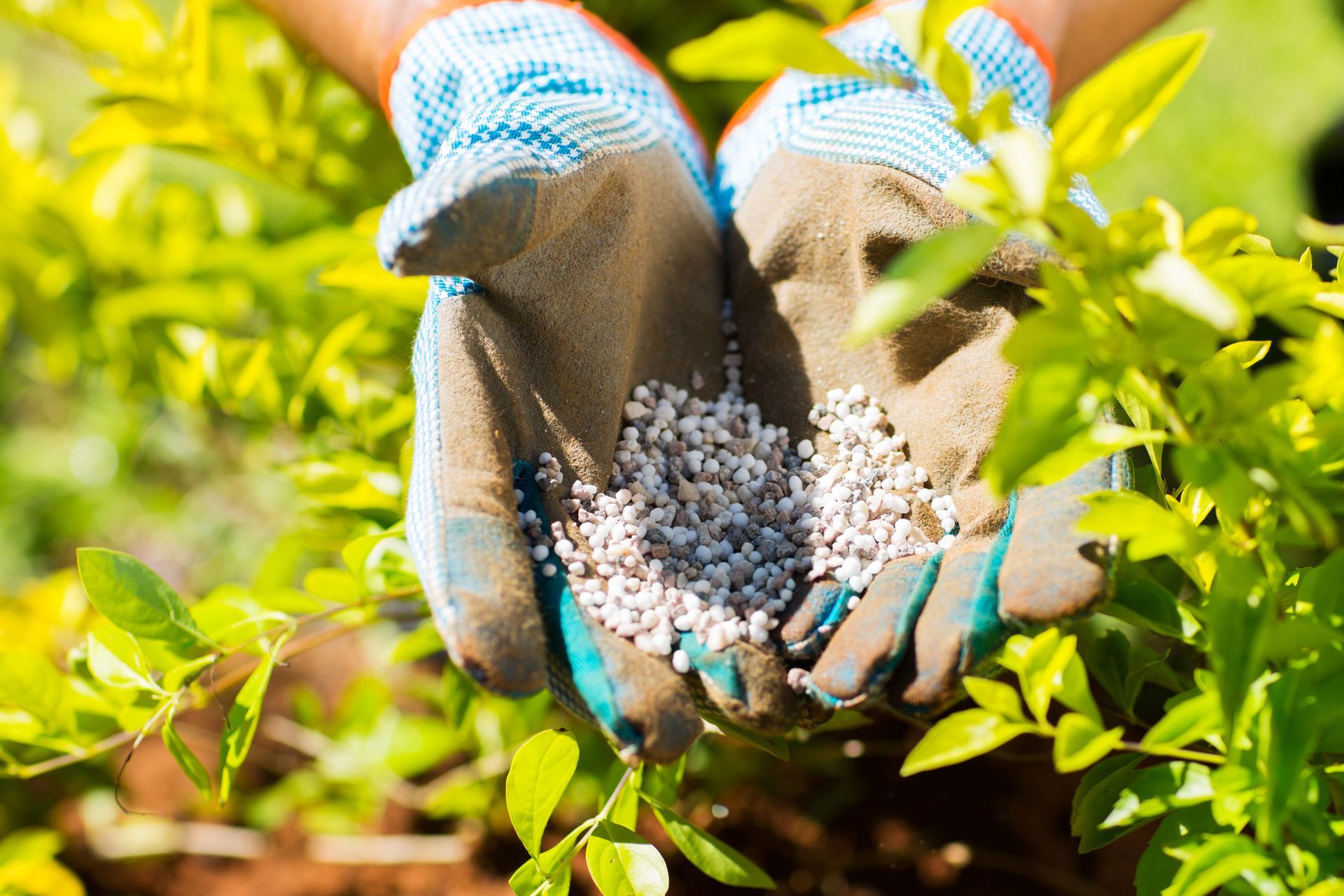 Hands in gardening gloves holding fertilizer granules near a green plant.