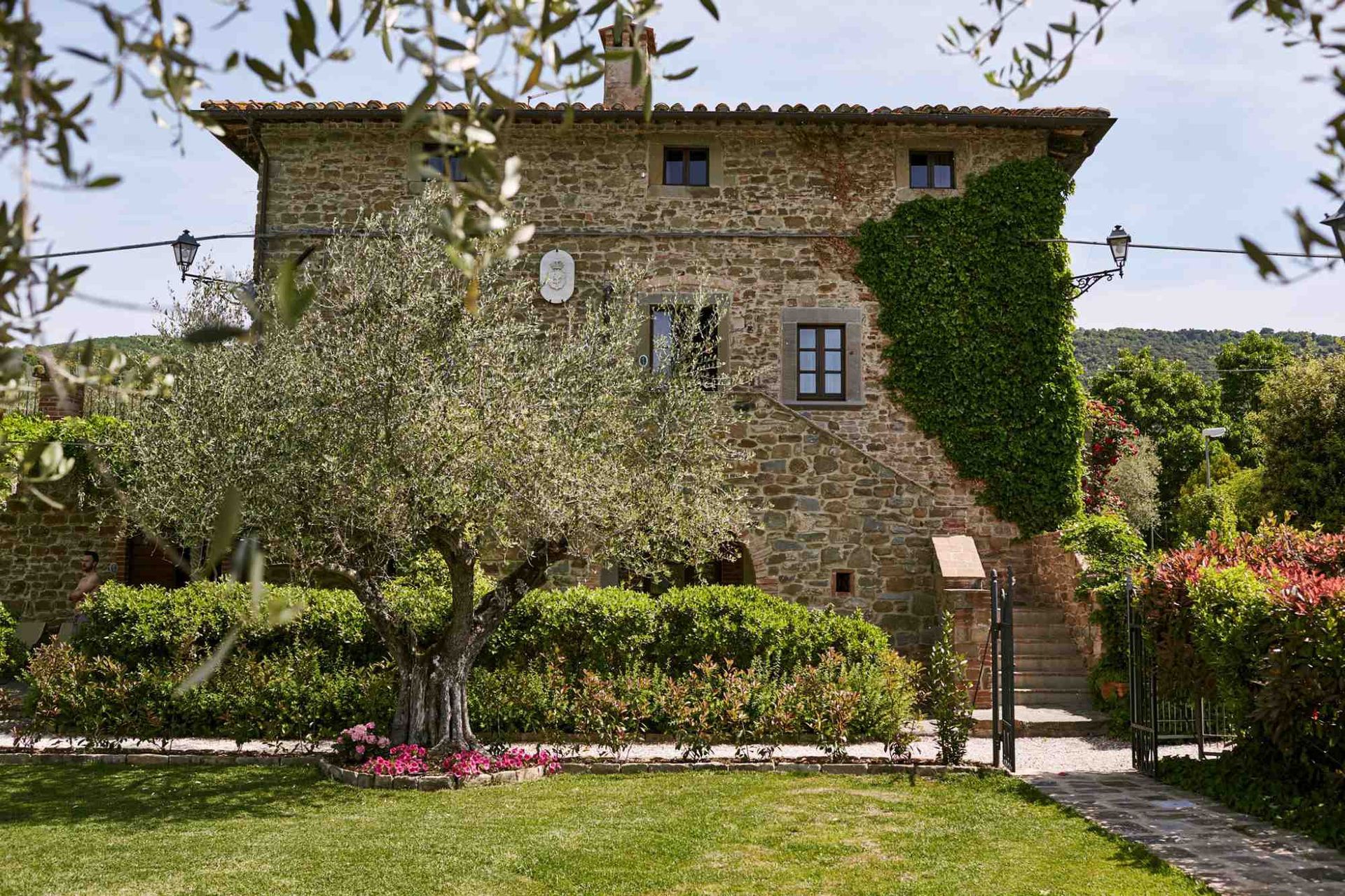 Stone house with ivy, olive tree, and garden in a sunny setting.