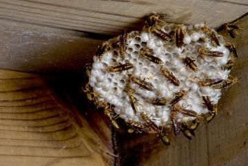 A paper wasp nest with multiple wasps attached to the exposed, honeycomb-like structure under a wooden overhang.