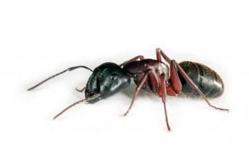 A large black carpenter ant with reddish legs stands against a white background.
