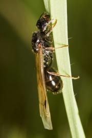 A shiny black ant with wings resting vertically on a thin green blade of grass.