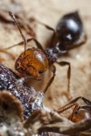 A close-up, high-angle shot of a brown-headed ant feeding on a dark, textured substance on a light-colored surface.